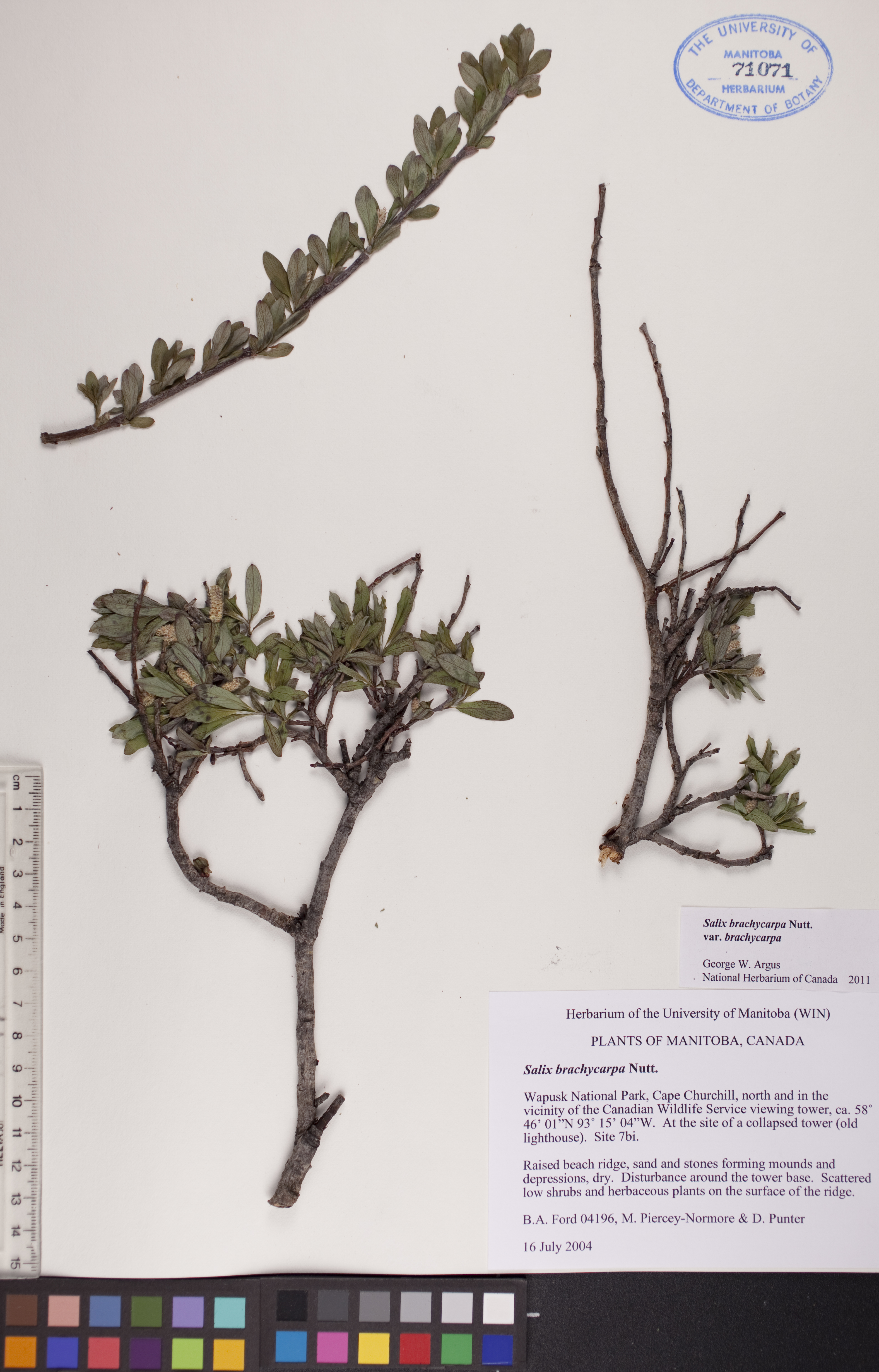 Salix brachycarpa image